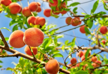 Cómo plantar un melocotonero en tu jardín