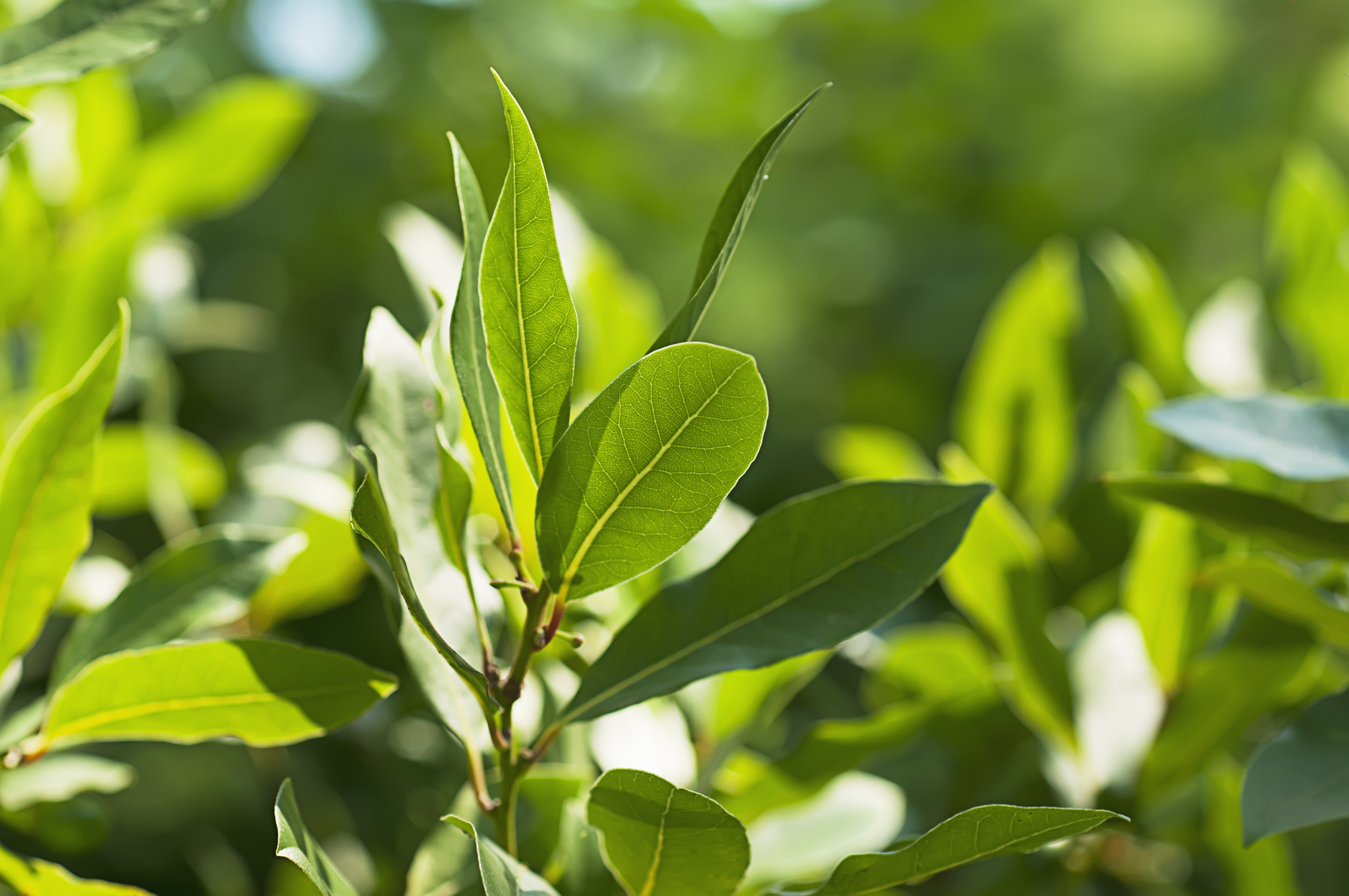 El laurel es una planta aromática perenne de porte arbustivo